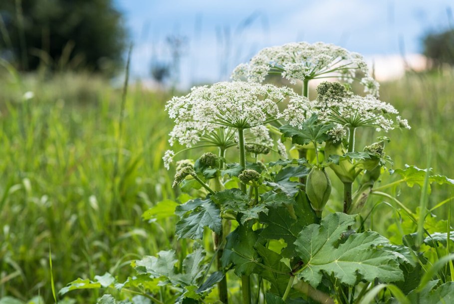Angelica Seeds