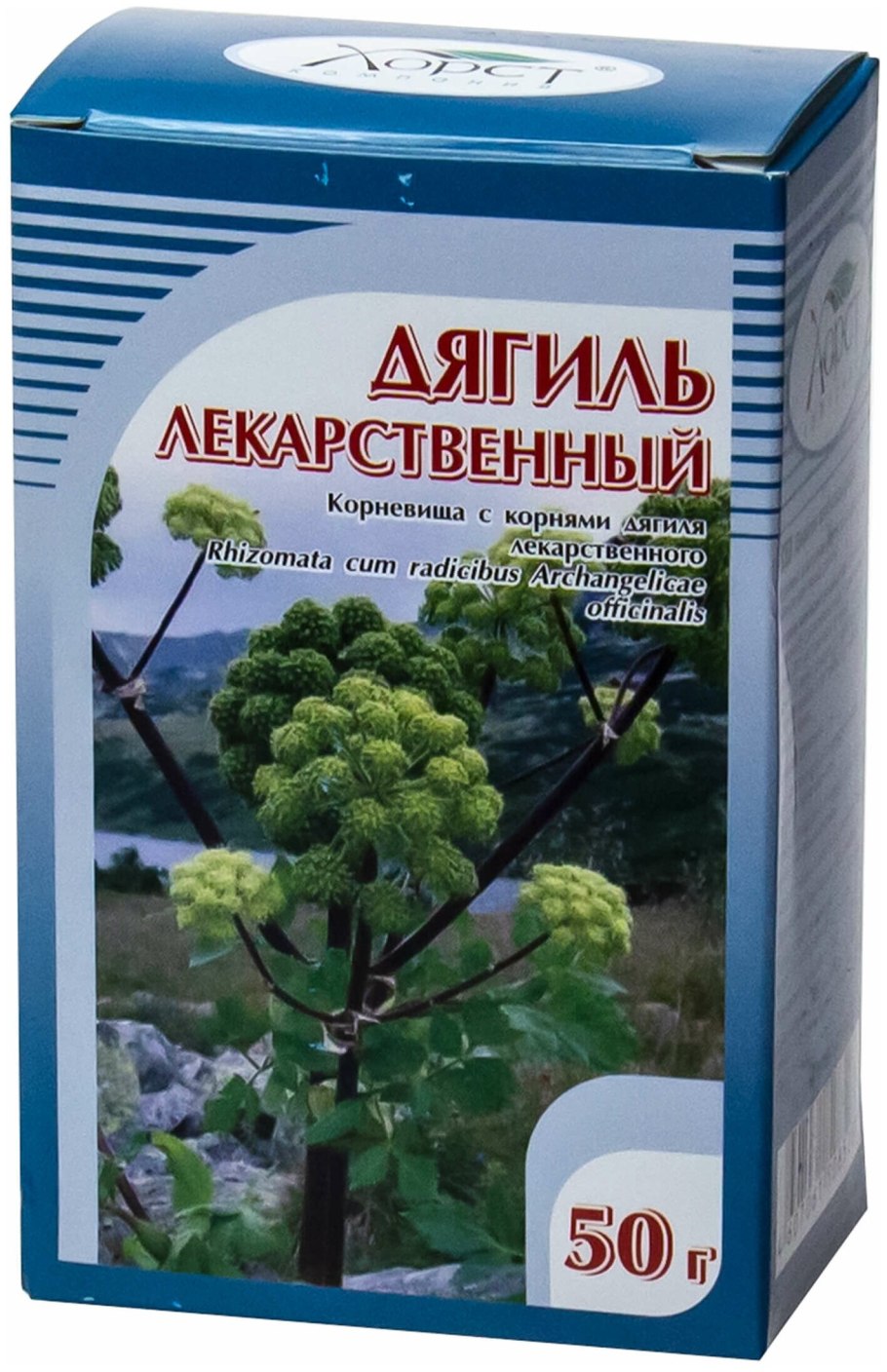 Дягиль – archangelica officinalis