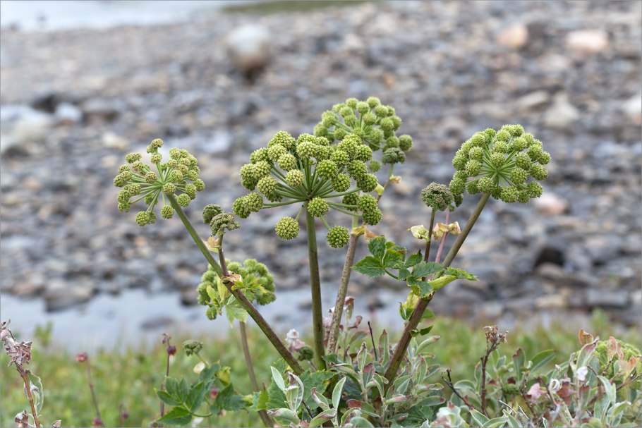 Angelica Atropurpurea