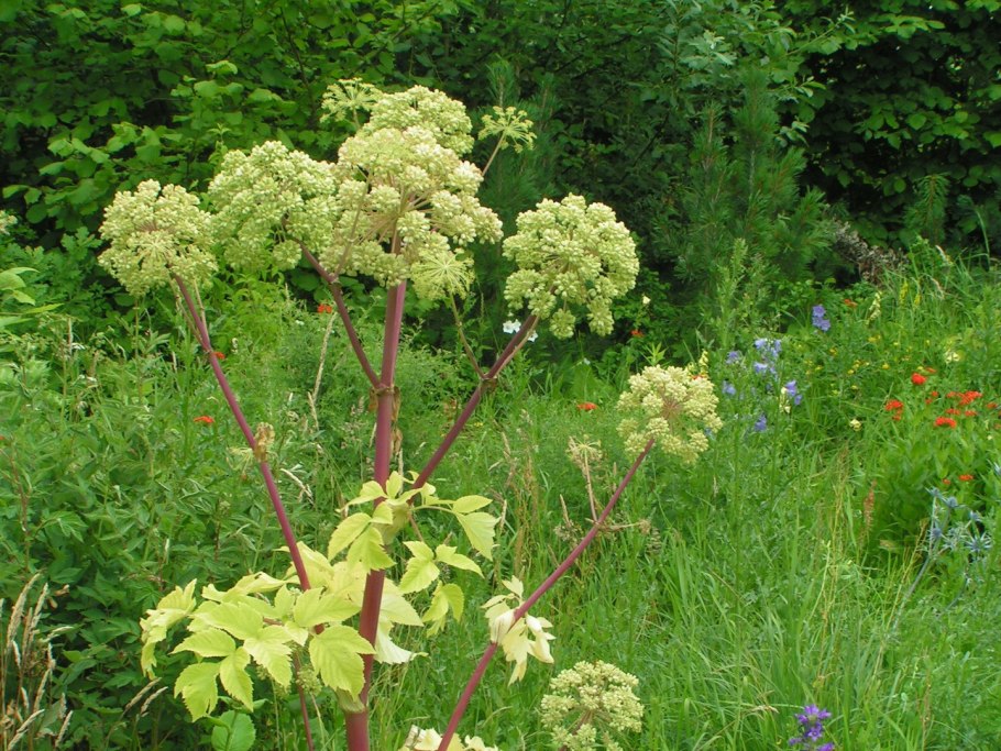 Починок растение фото