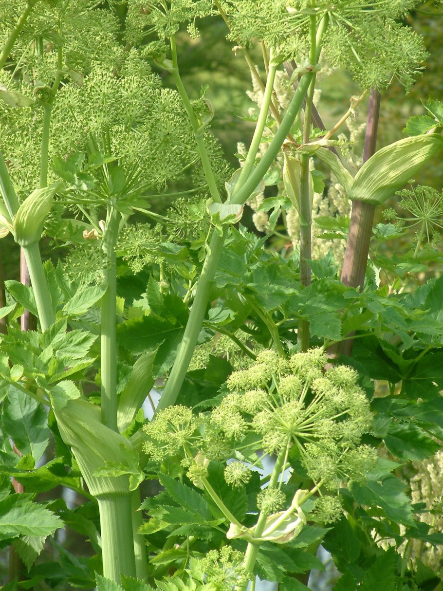 Марена красильная Корн/Корн 50г Беловодье