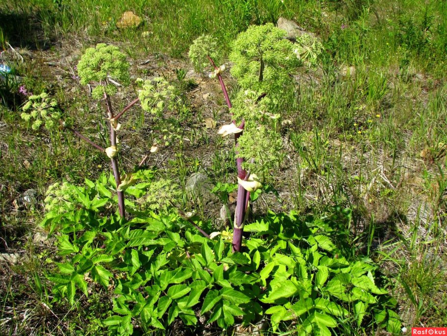 Дягиль лекарственный листья