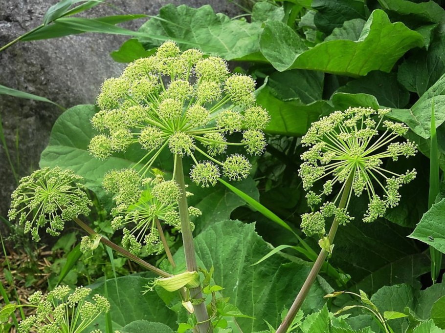 Растения дягиль медонос