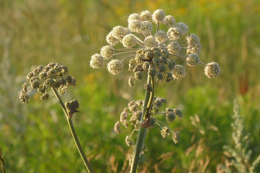 Angelica Sylvestris l.