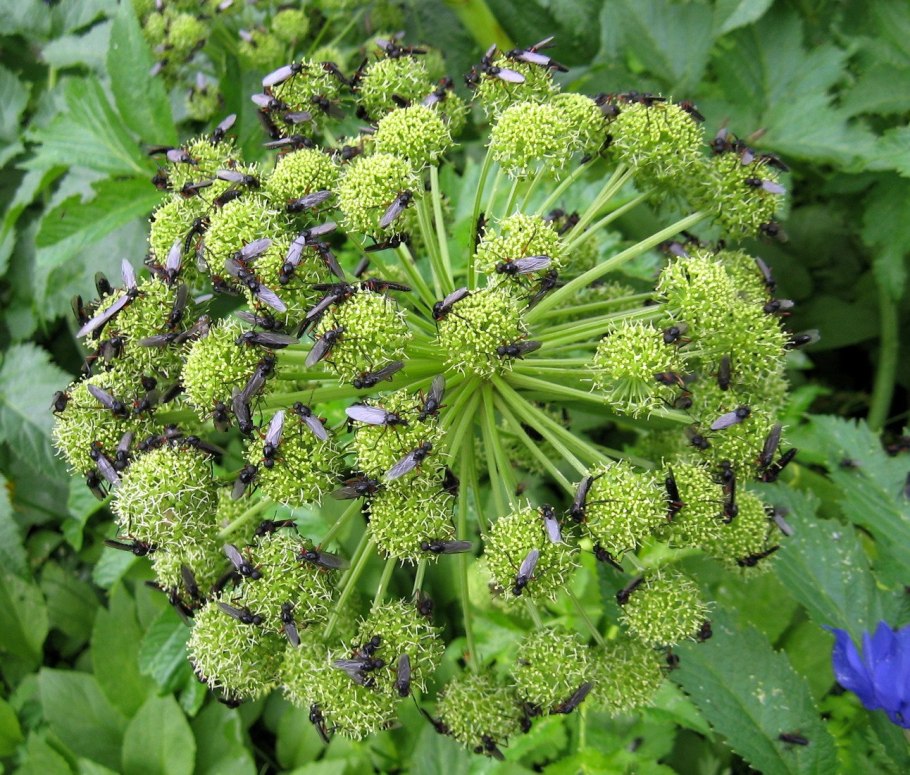 Angelica palustris