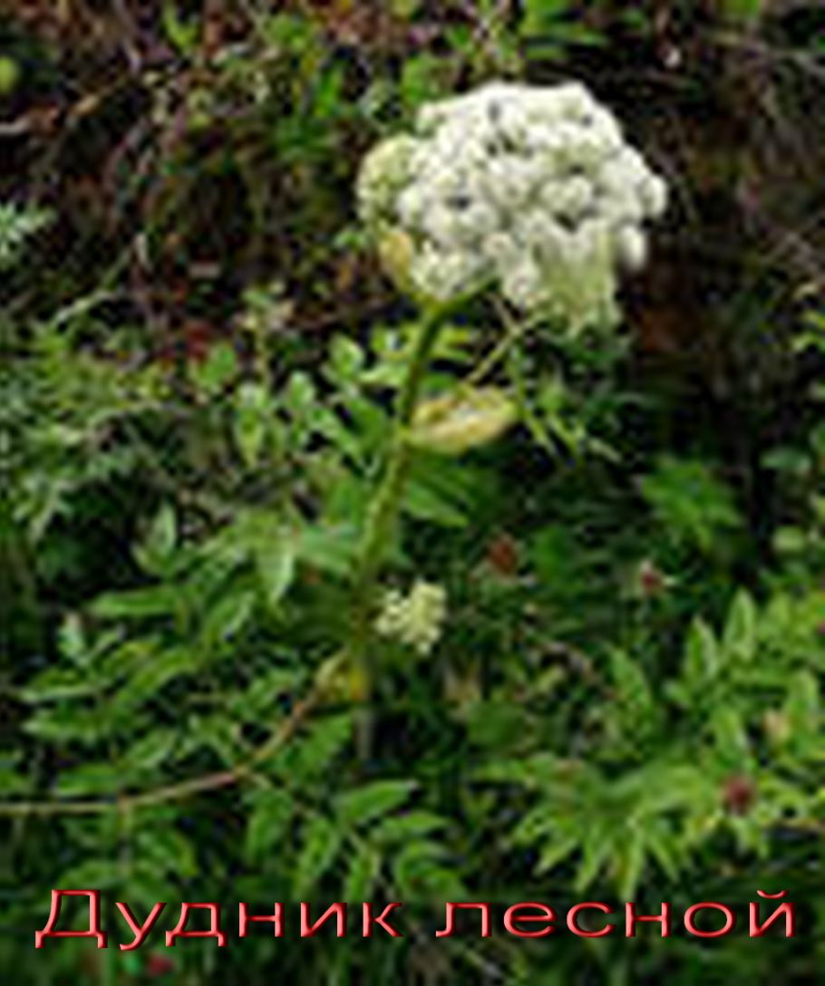 Медосбор с дягиля в Подмосковье