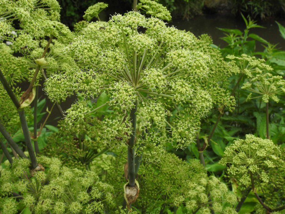Дягиль лекарственный (Angelica archangelica)
