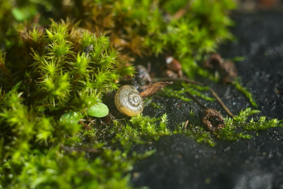Мох Суоцветы Жёлуди картинка