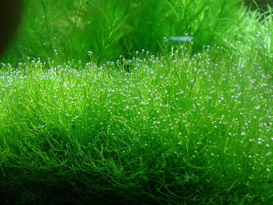 Риччия (riccia Fluitans)