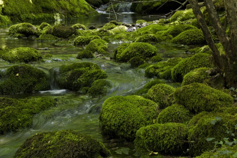 Водяной мох