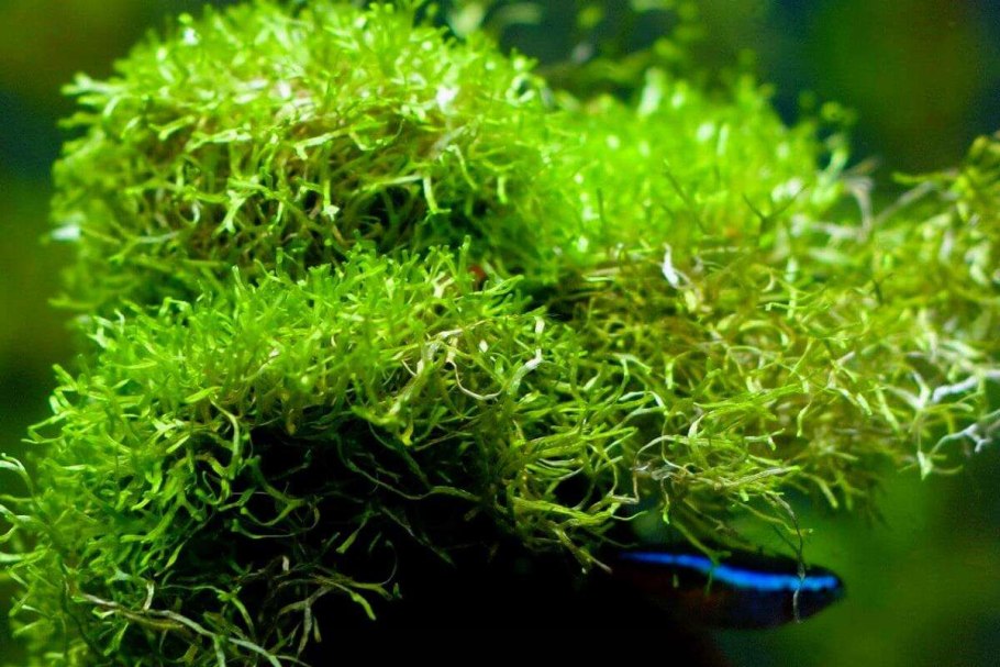 Риччия (riccia Fluitans)