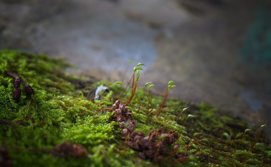 Водяной мох