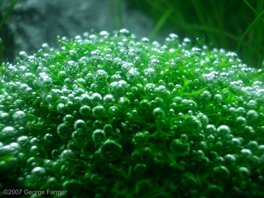 Водоросли нори в природе