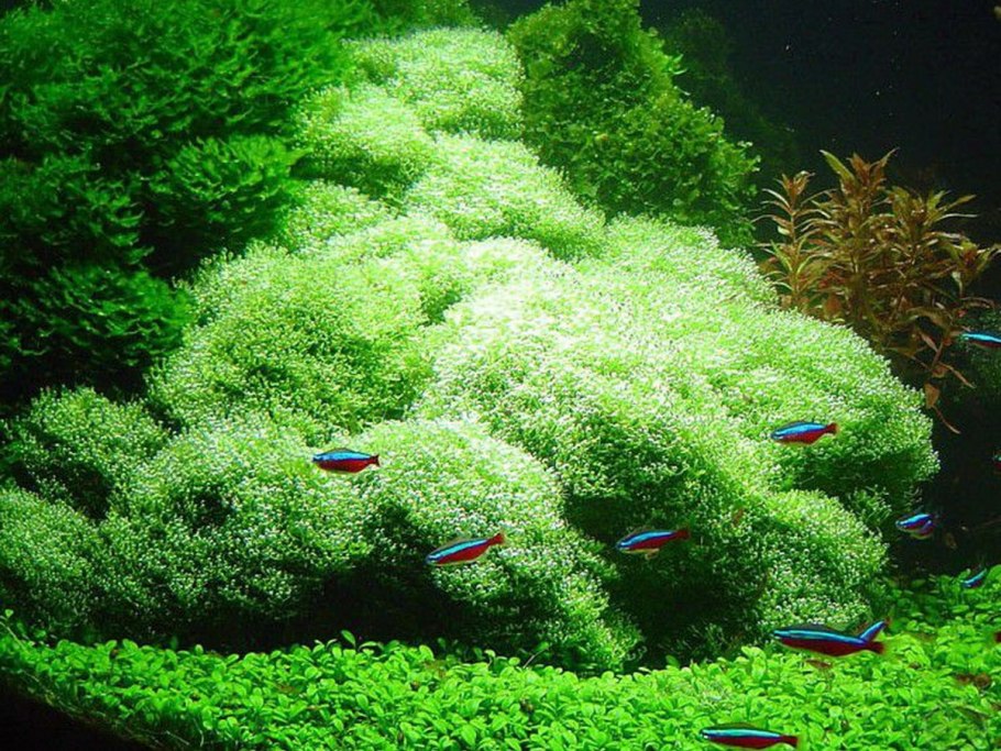 Ричия аквариумное растение