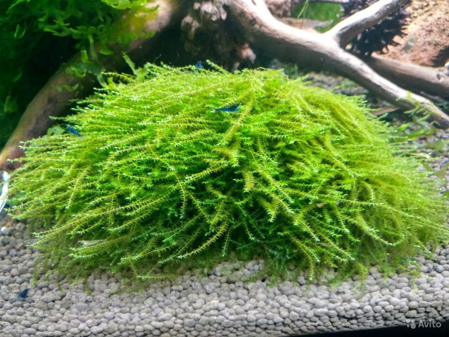 Этажчатый мох