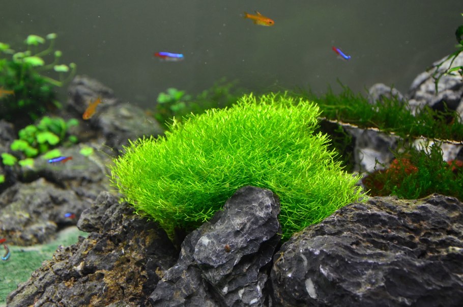 Риччия Амано