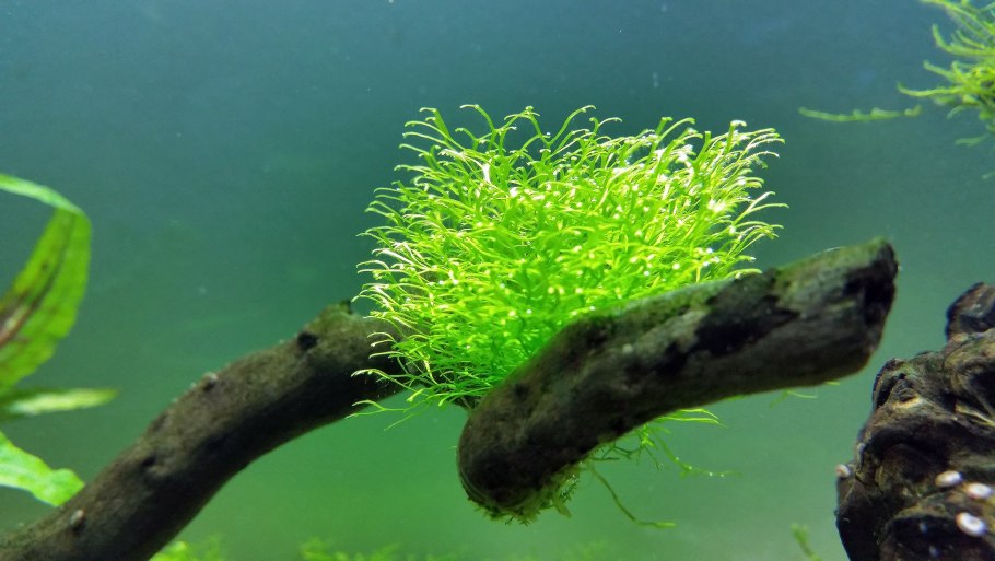 Риччия Флуитанс