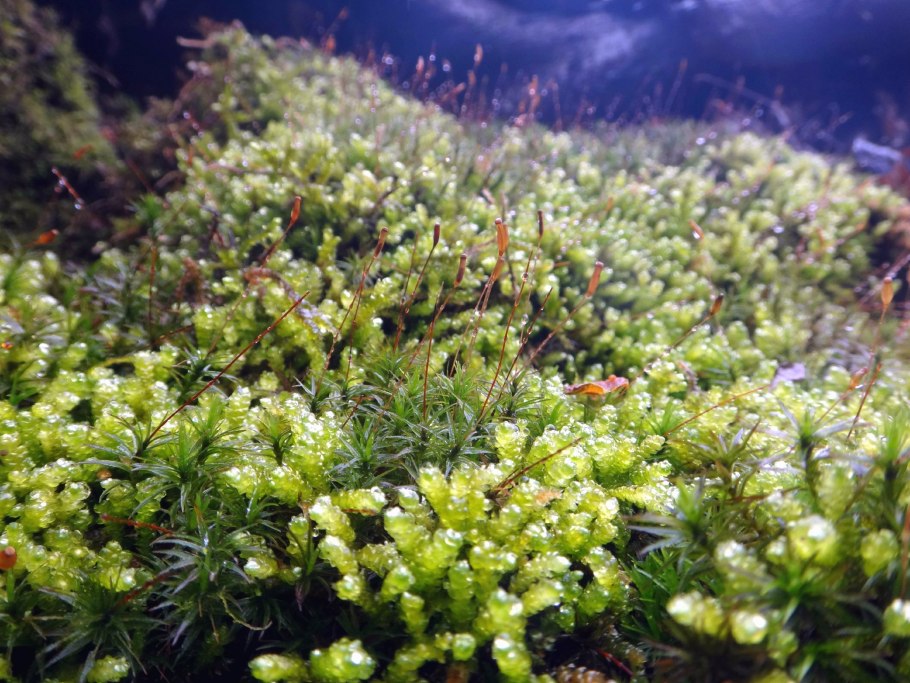 Лишайники Кабардино Балкарии