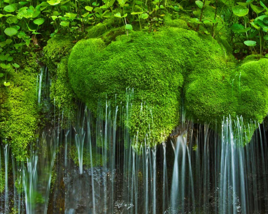 Блефаростома мох