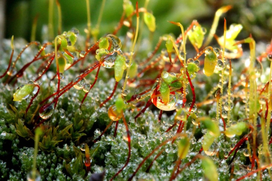 Сфагнум цветение
