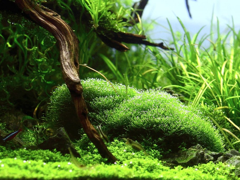 Риччия Флуитанс