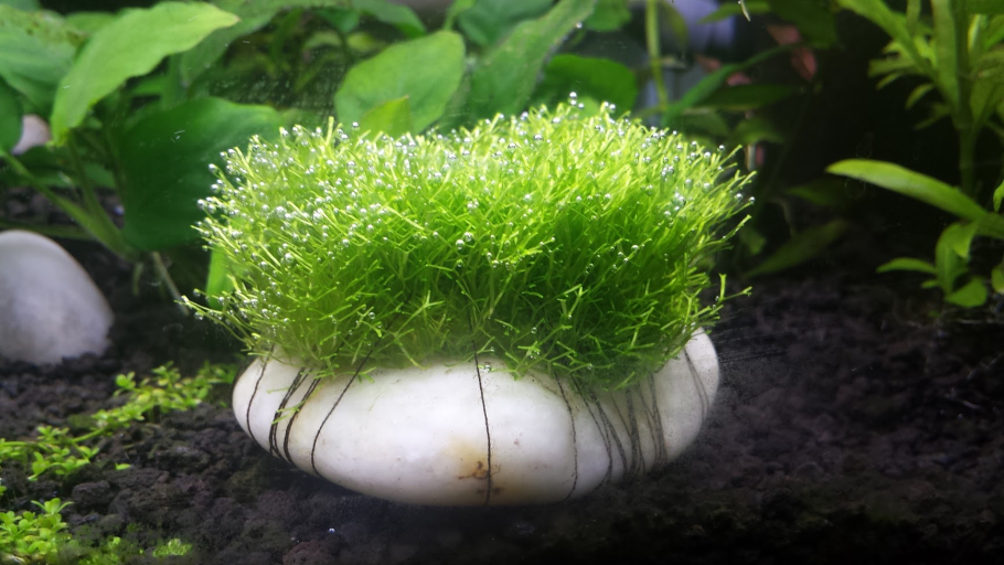 Риччия Флуитанс