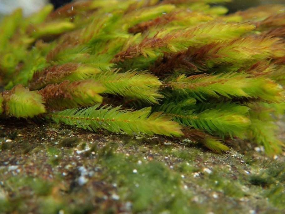 Мох Рикардия аквариумное