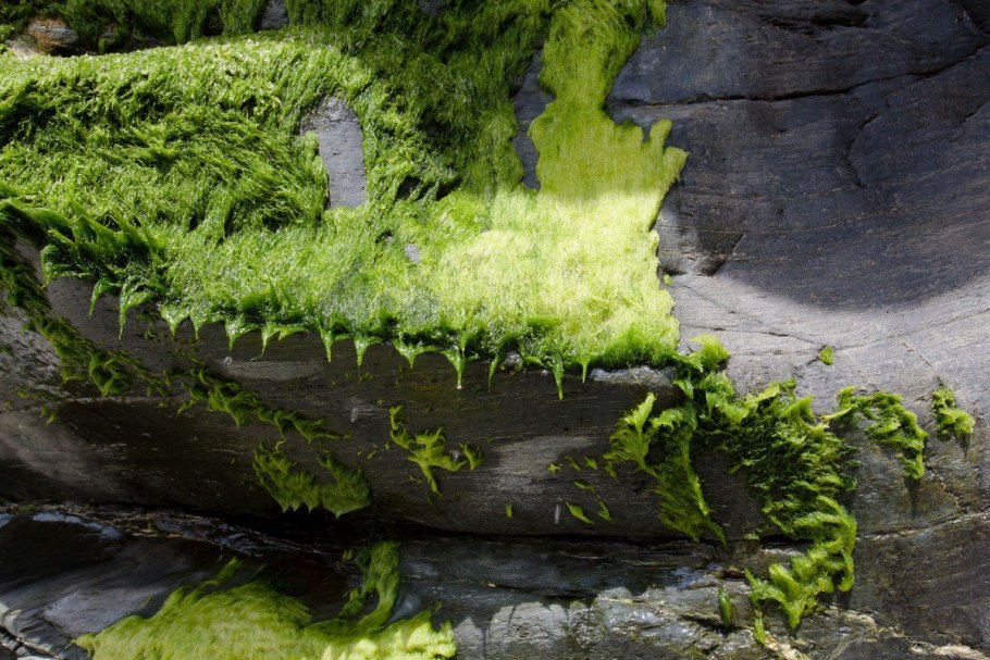 Риччия плавающая аквариумное