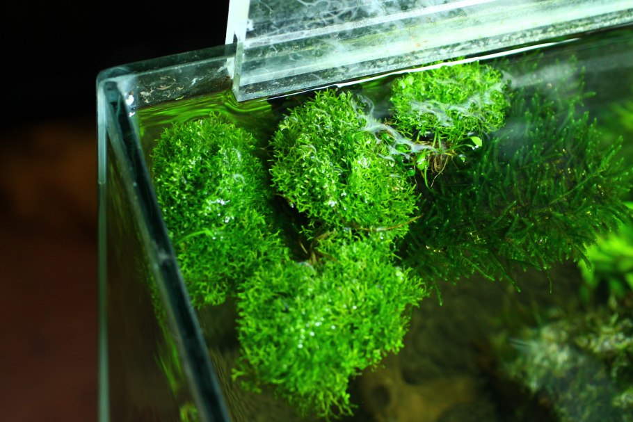 Торфяной мох сфагнум