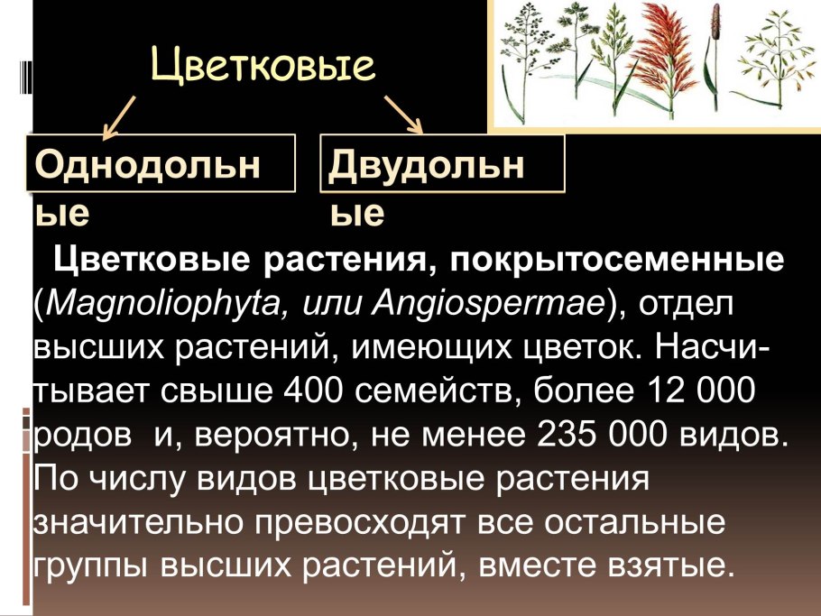 Древние Голосеменные