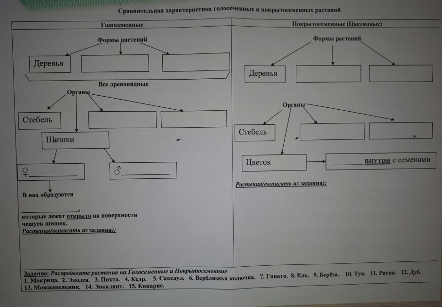 Type of gymnosperm Plants