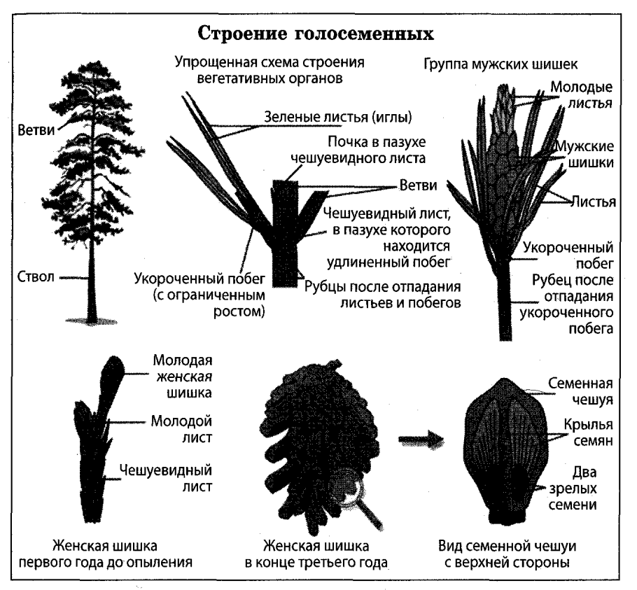 Беннеттитовые Голосеменные растения