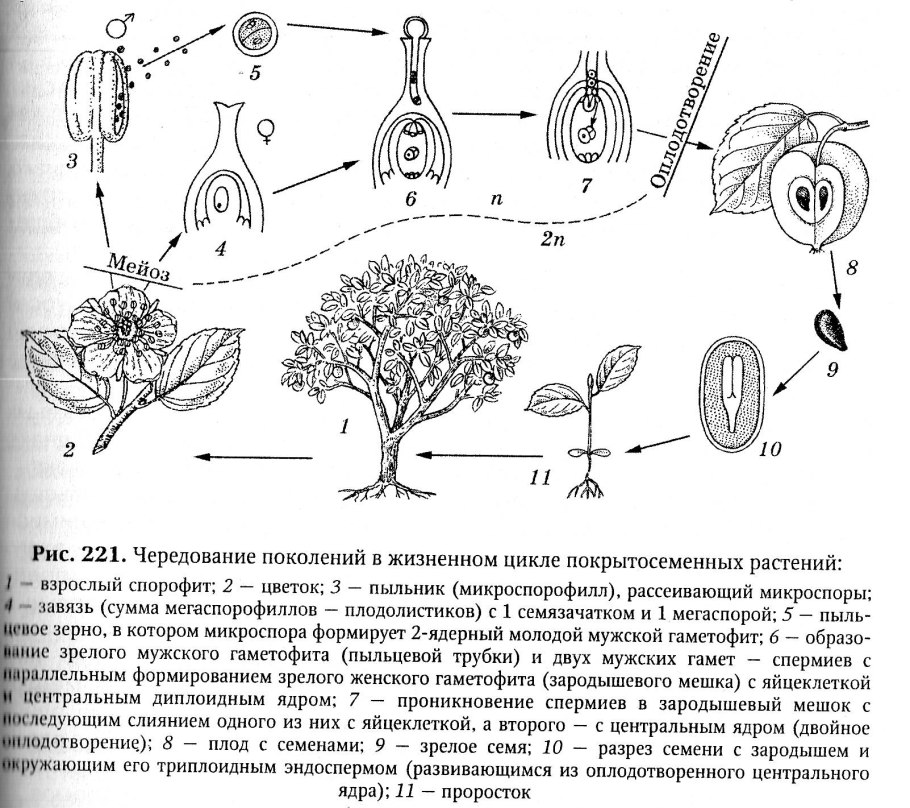 Размножение покрытосеменных растений схема