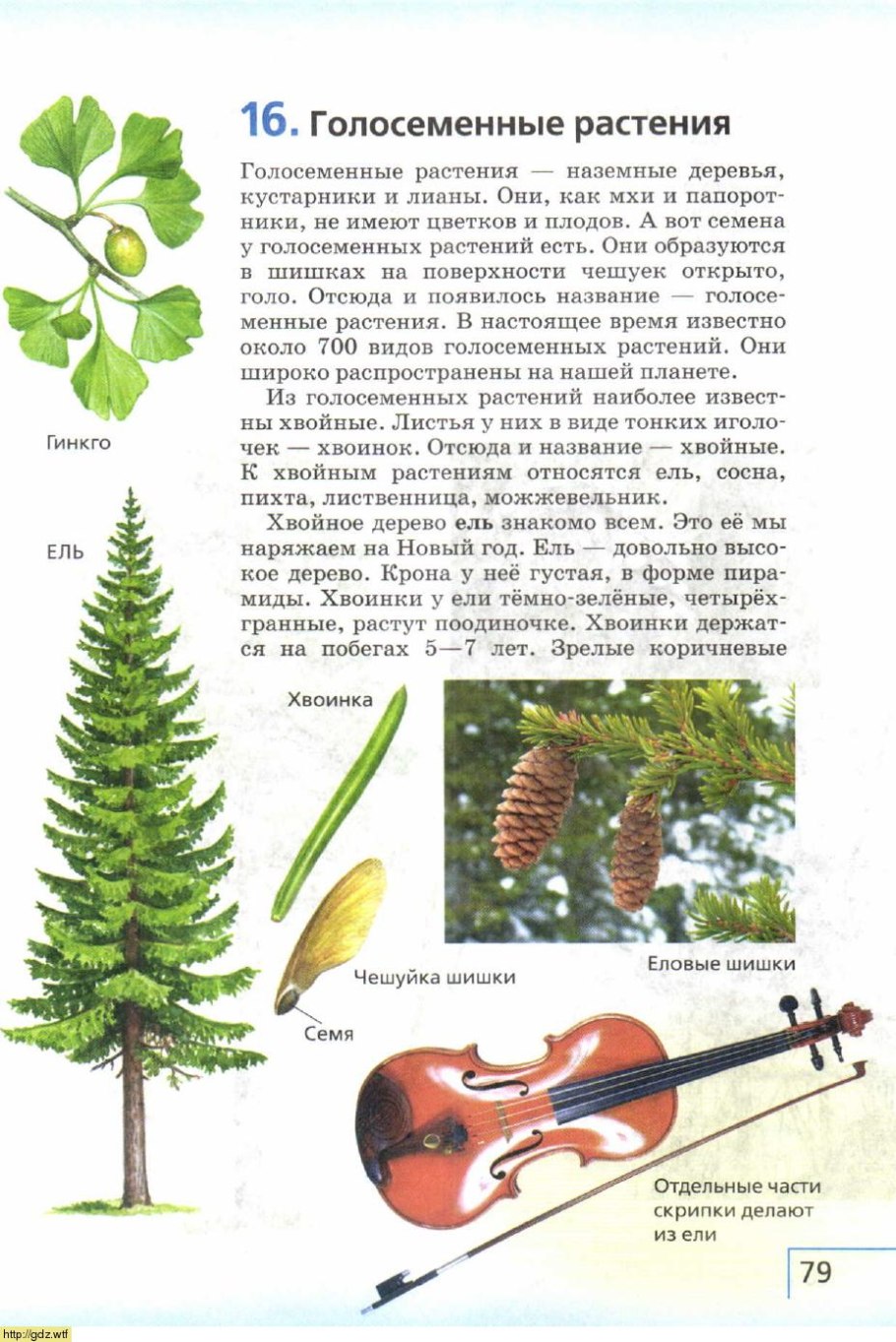 Царства растений подцарства и отделы