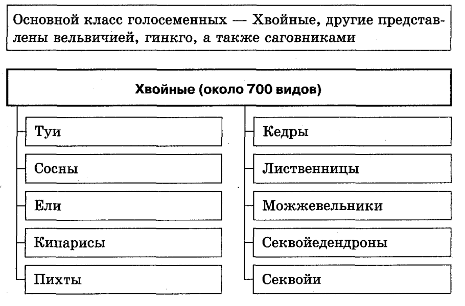 Филогенетическое дерево покрытосеменных
