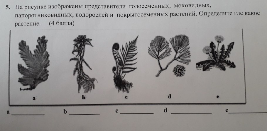 Размножение женской шишки сосны