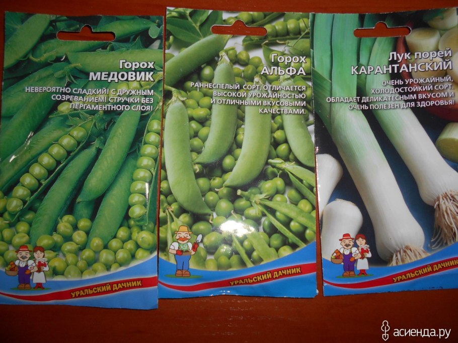Лук порей Добрыня цвет сад