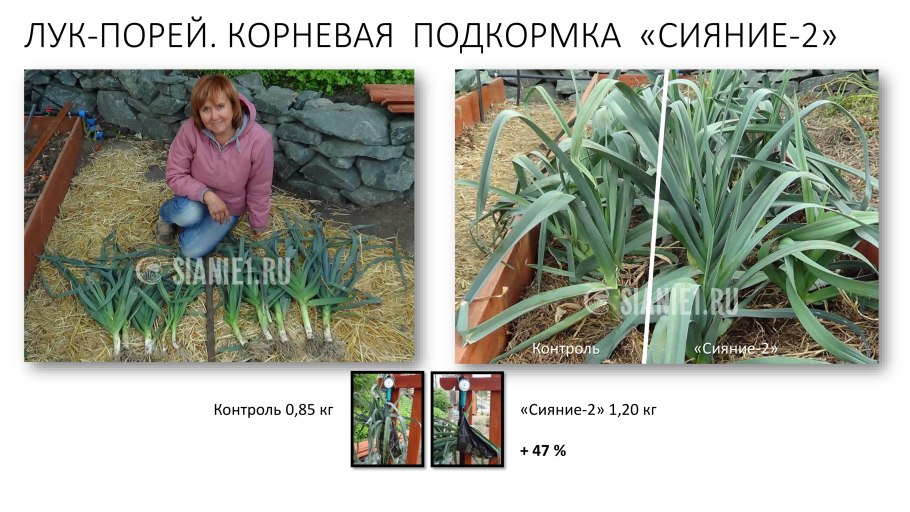 Лук батун на перо