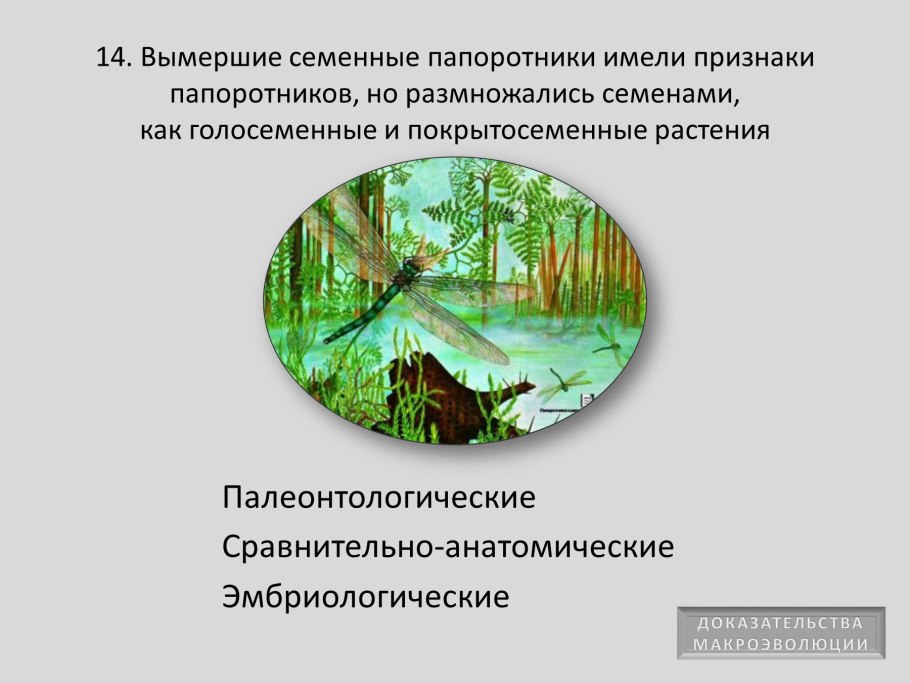 Семенные папоротники признаки папоротникообразных