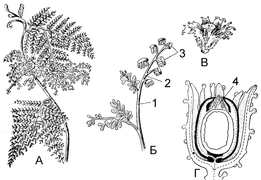 Хвощи плауны папоротники лист