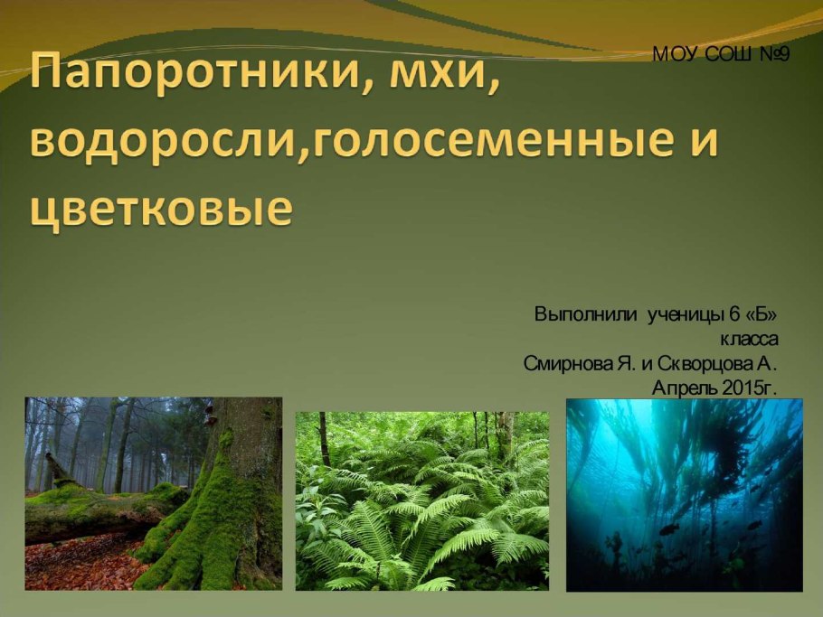 Мхи папоротники и водоросли доклад