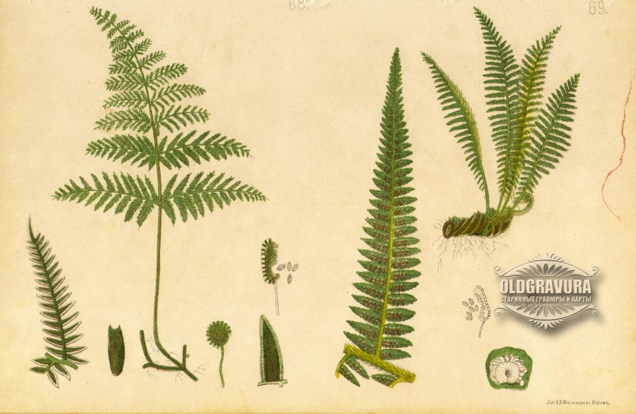 Строение беннеттитовых