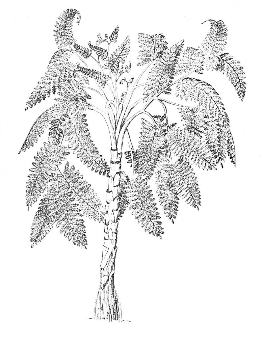 Медуллоза Ноэ