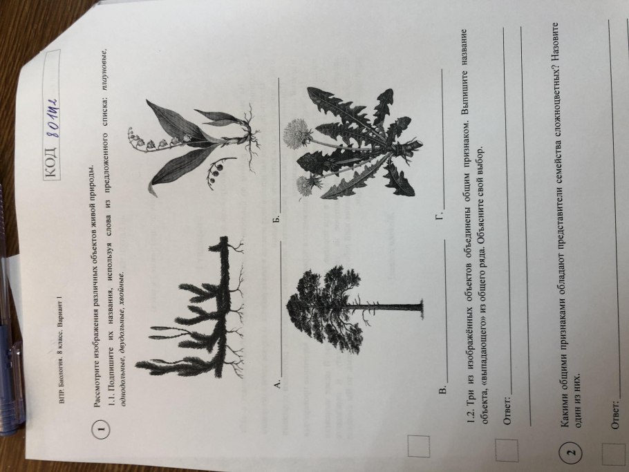 Беннеттитовые Голосеменные растения