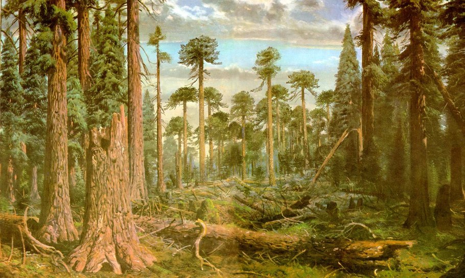 Лесной папоротник страусник