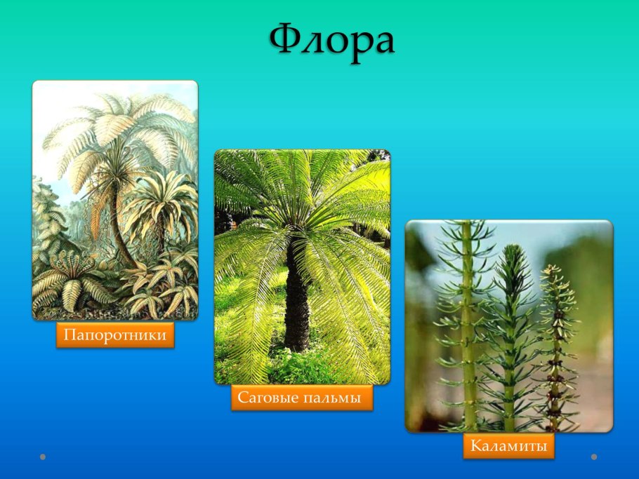 Жизненный цикл голосеменных растений схема