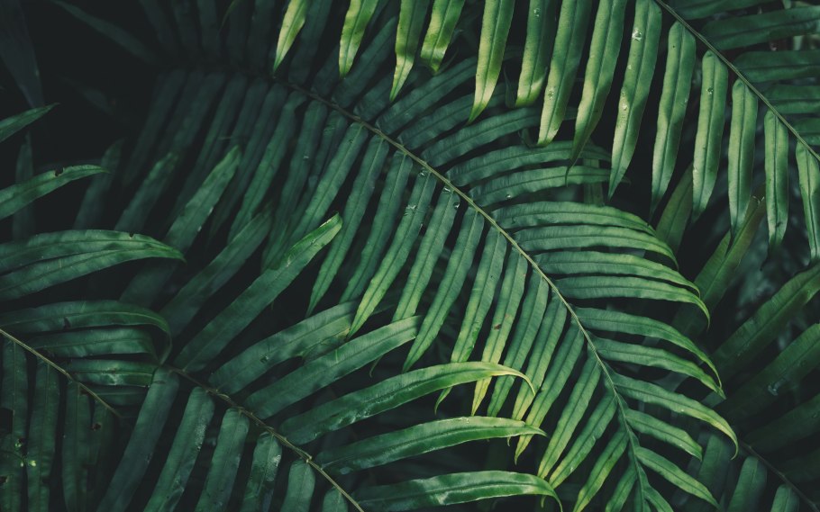 Тропические листья