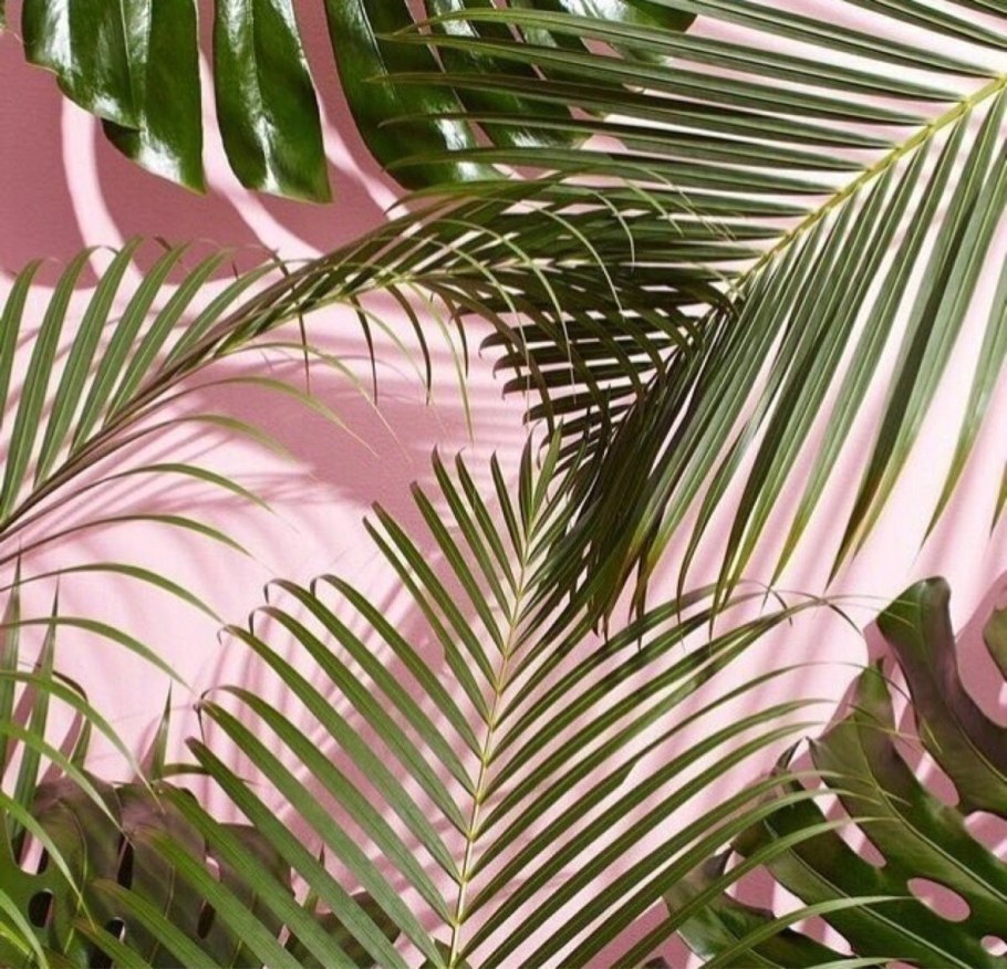 Розовые листья пальмы