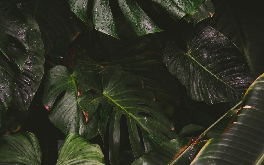 Монстера папоротник растения