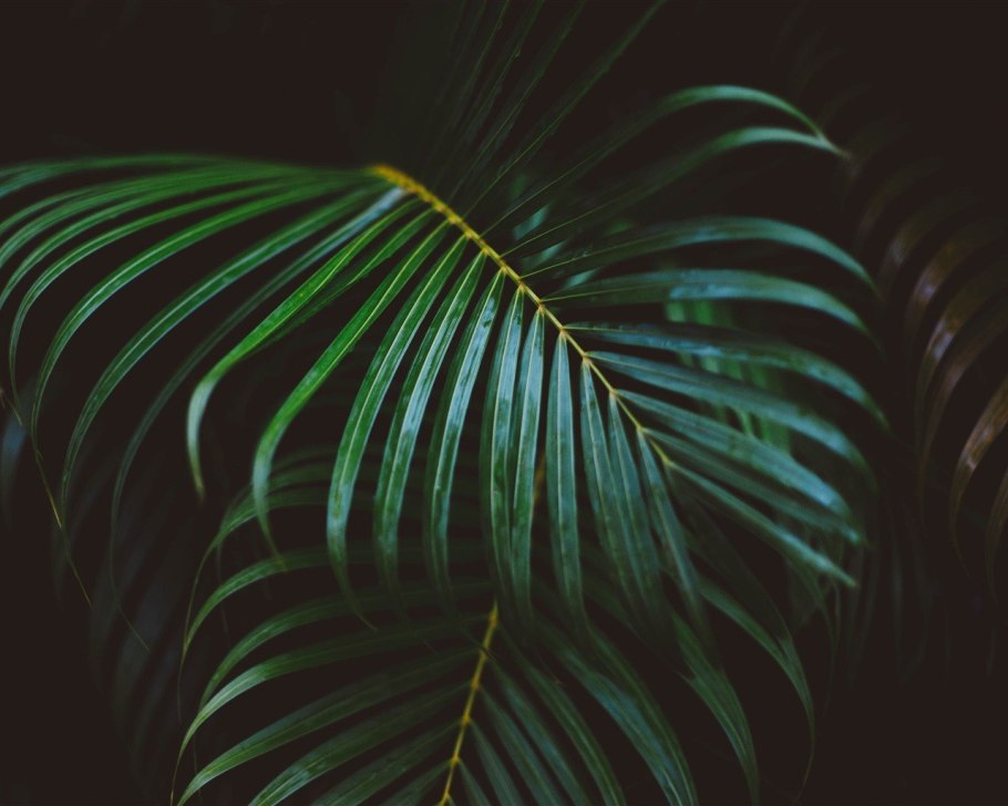 Тропические листья